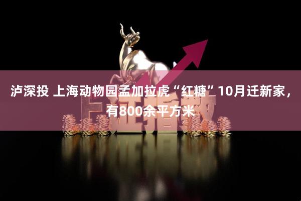 泸深投 上海动物园孟加拉虎“红糖”10月迁新家，有800余平方米